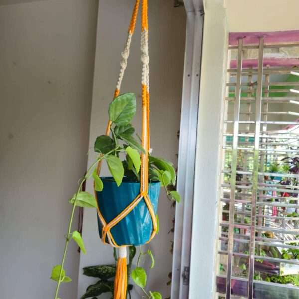 Plant Hanger
