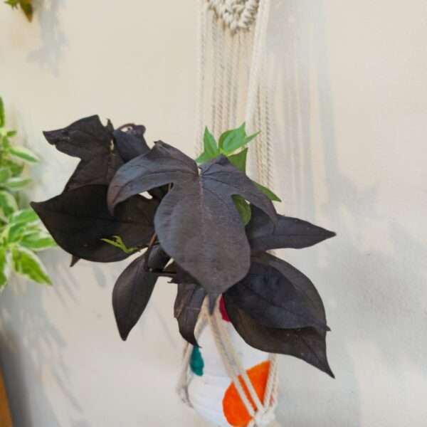 Macrame products  Plant hanger