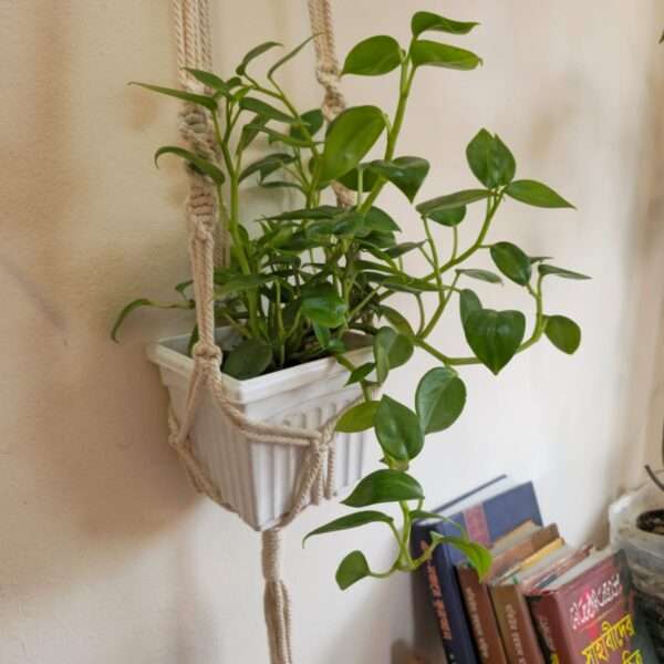 Macrame Plant hanger