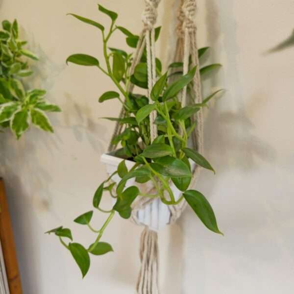 Macrame plant hanger